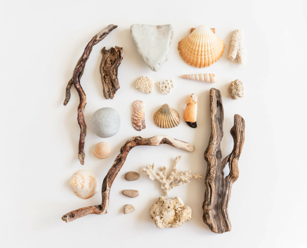 Composition of various wooden branches, stones, shells