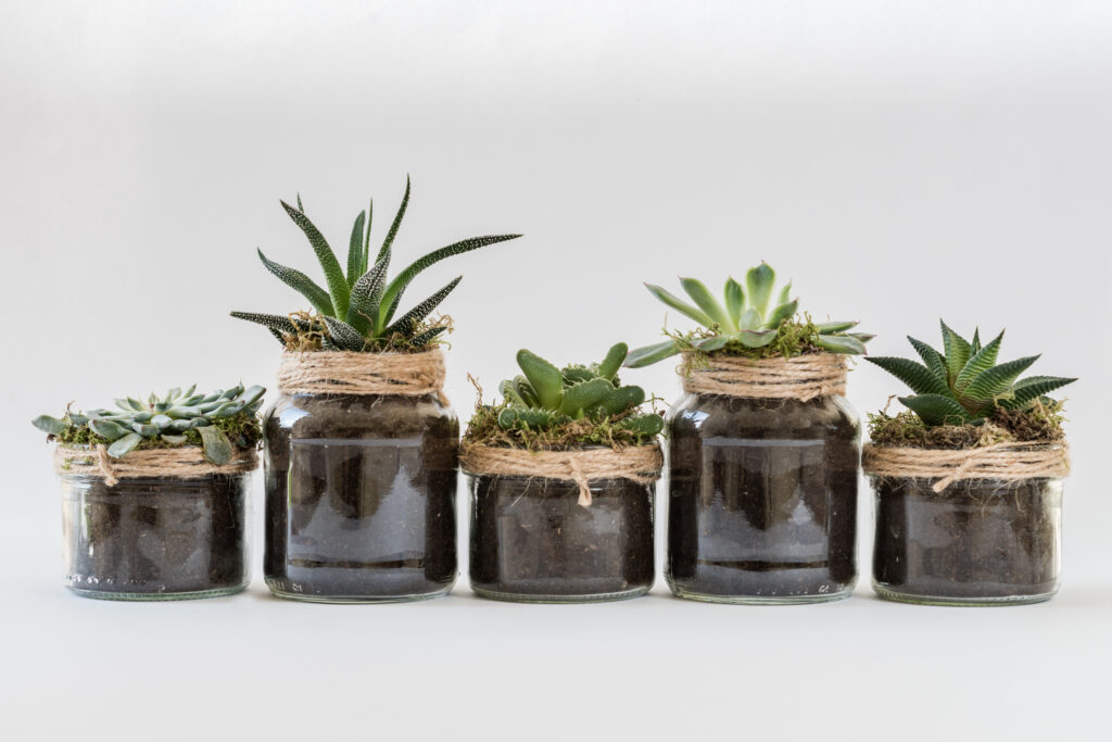 Five succulent plants