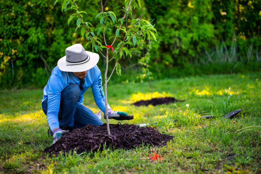 Man in blue long sleeve shirt planting a tree