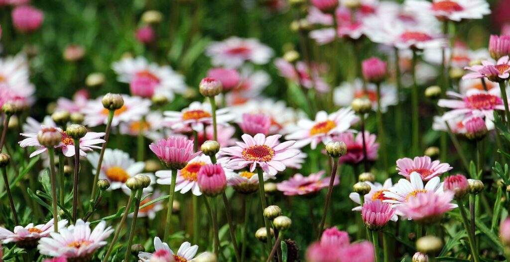 marguerite, flowers, field