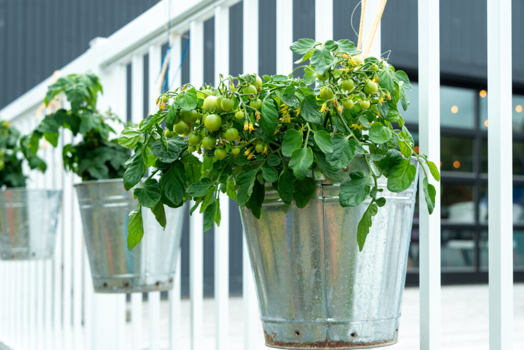 Multiple metal buckets are used as vegetable planters hanging on a white railing. The pots contain small lush green tomatoes on a tomato plant vine. The plant has yellow flowers and small vegetables.