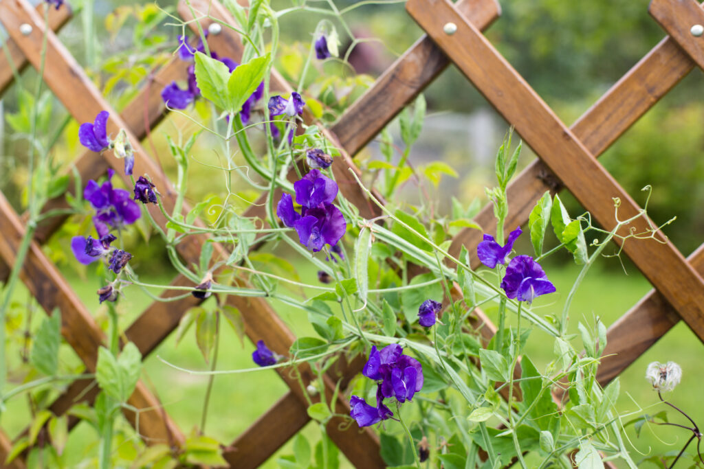 Sweet peas on the trellis