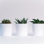 Three green assorted plants in white ceramic pots