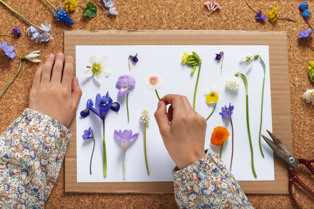 Child makes a herbarium of different spring flowers. Children education concept. Selective focus.