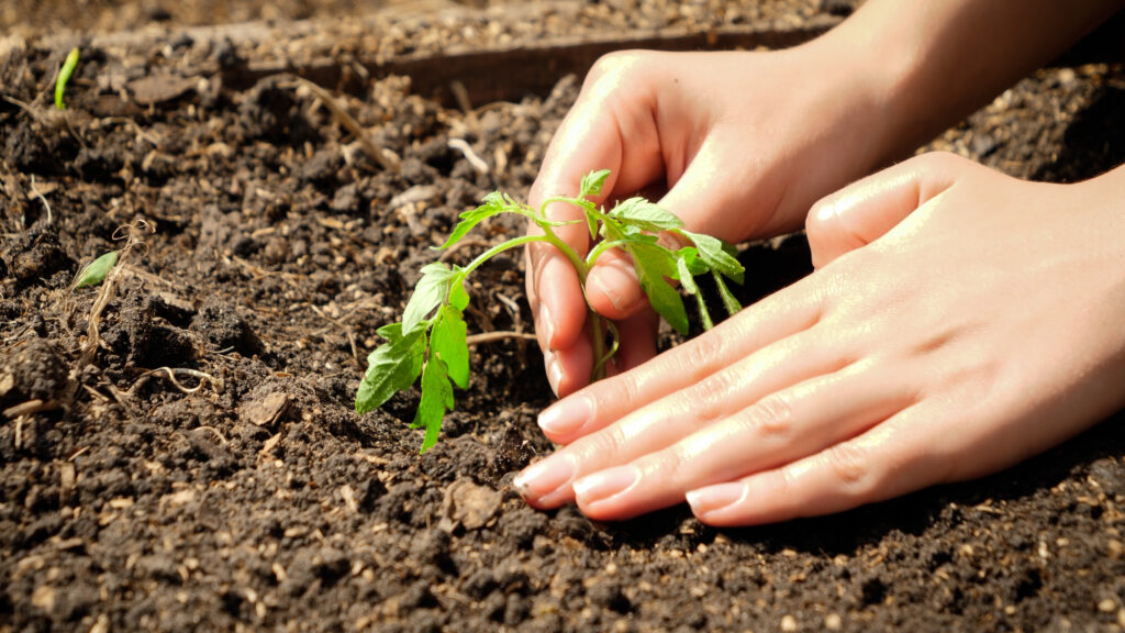 Closeup of woman planting fresh vegetable seedling in garden bed. Putting new sprout in pot in fertilized soil