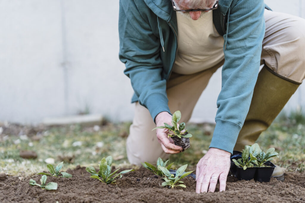 Crop male horticulturist planting sprouts