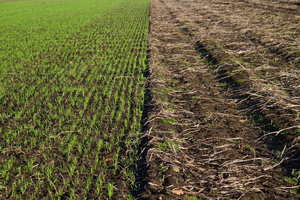 Crop rotation: young winter cereal, sown next to a harvested potato field in autumn