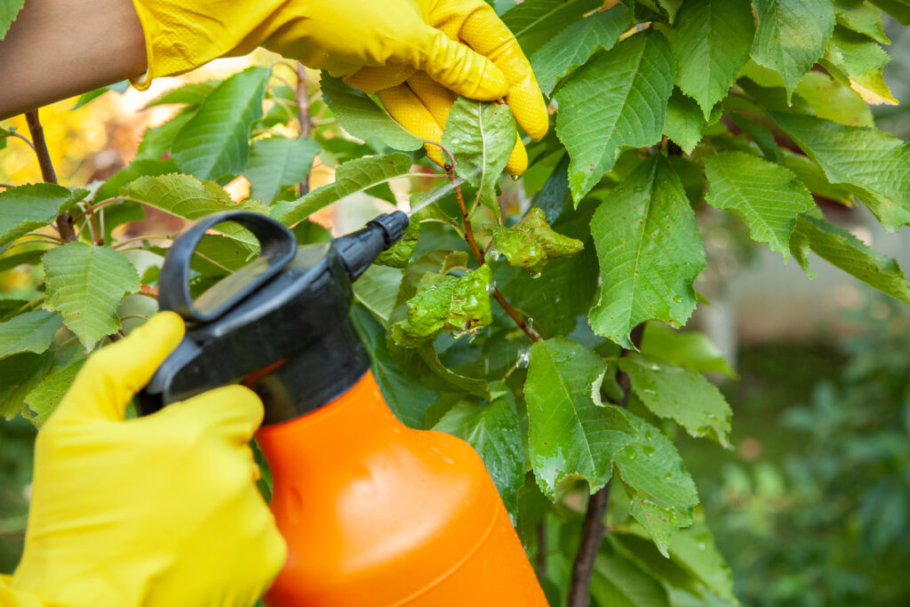 Gardener applying from aphids leaves and insecticide fertilizer to fruit and protects from fungus