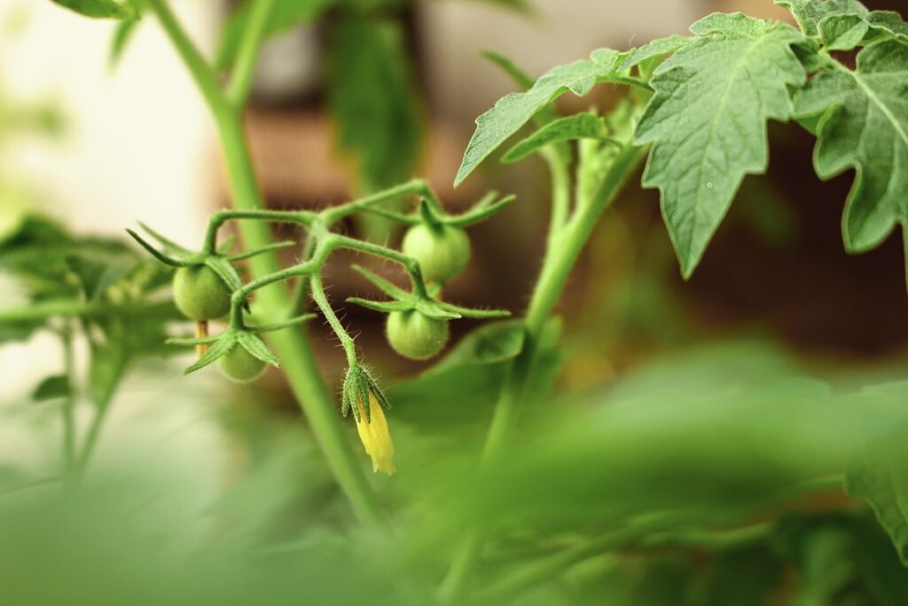 green plant in tilt shift lens