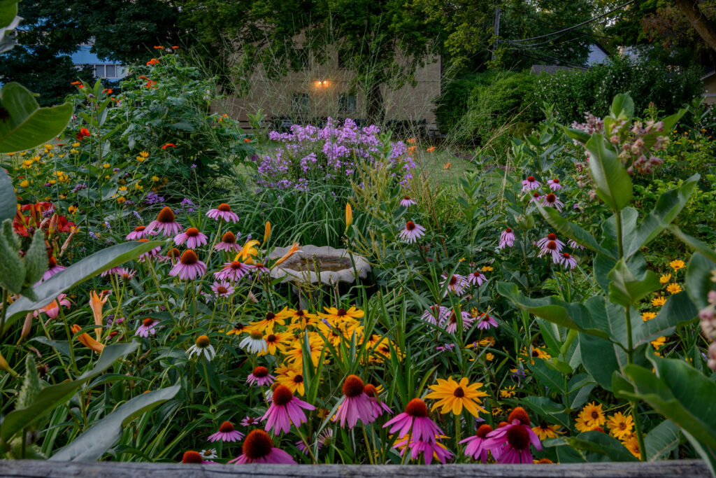 Perennials garden