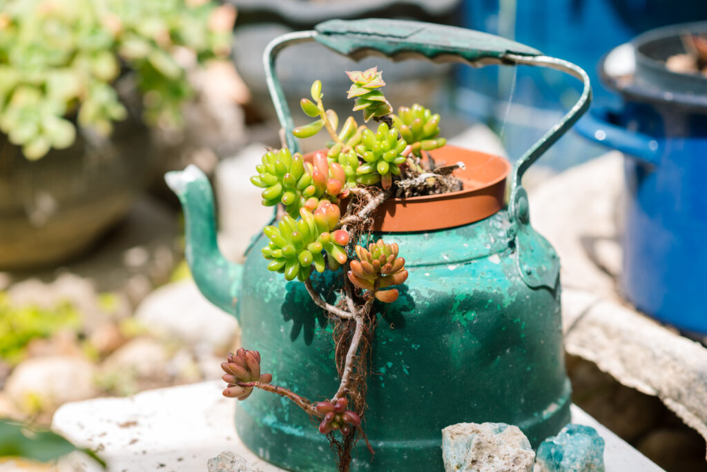 Reused planter ideas. Second-hand kettles, saucepans, old teapots turn into garden flower pots. Recycled garden design and low-waste lifestyle.