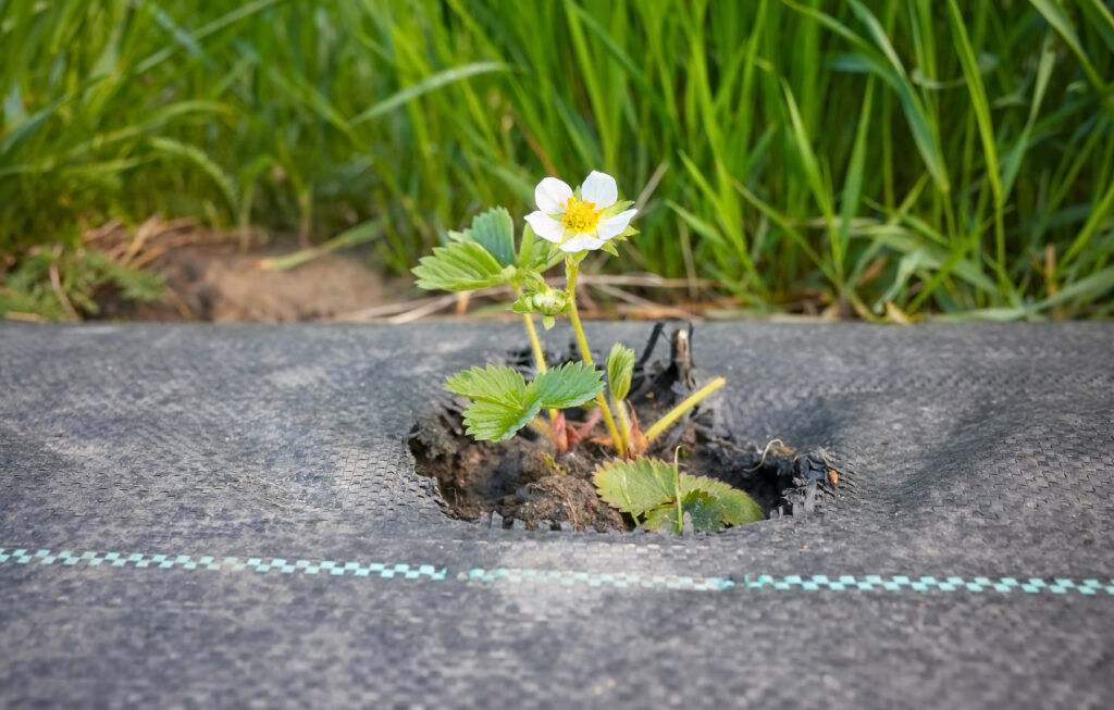 Wild strawberry in blossom on an organic farm field patch covered with agrotextile (fabric mulch mat) used to suppress weeds and conserve water, selective focus.