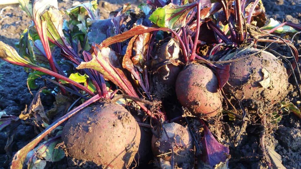 beetroot, allotment, growing