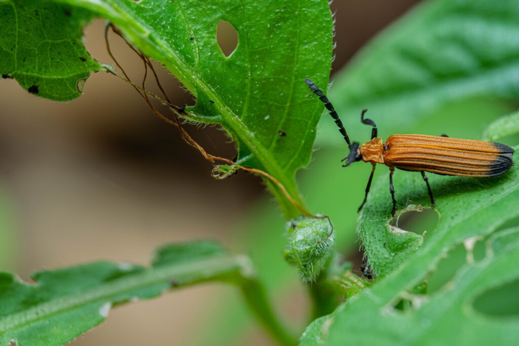 close-up bug on green leaf with hello gesture