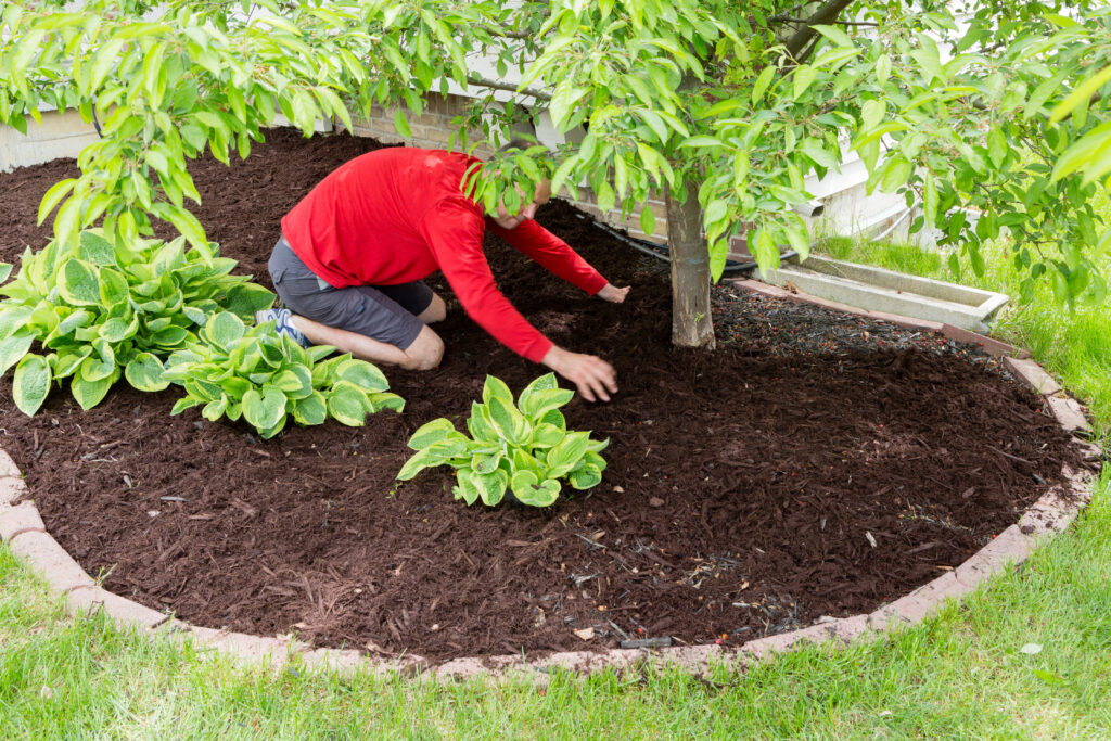 Gardener working in the garden doing the mulching