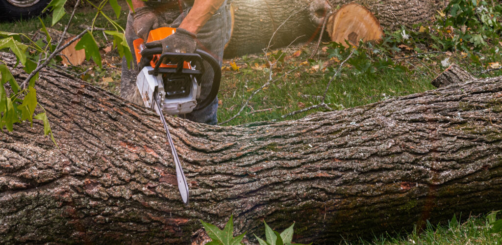 Professional Worker Shirtless Cutting Trees with Chainsaw