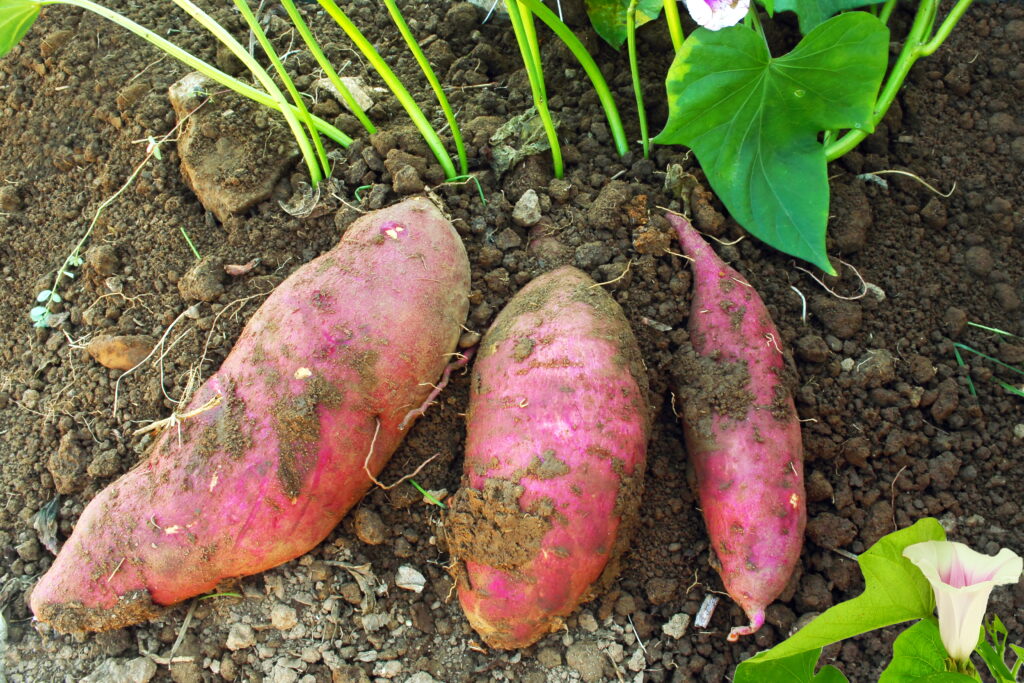 red purple sweet potato Ipomoea batatas growing with plant iin garden