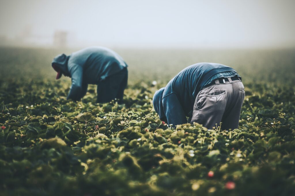 Strawberry Picking // Field workers in California are almost exclusively immigrants who work at back-breaking labor to support themselves and their families. Remember them with gratitude the next time you're buying produce.