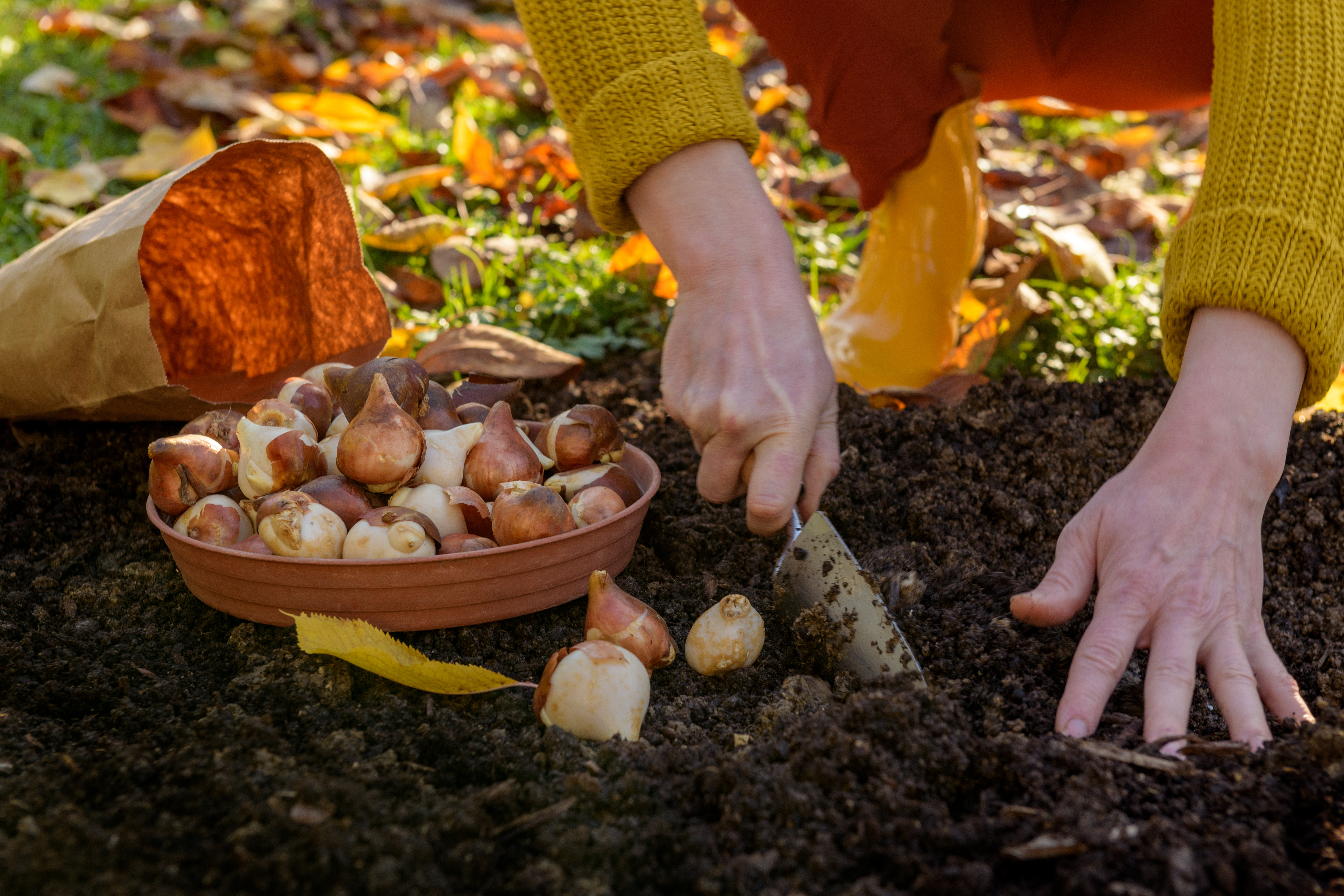 Woman planting tulip bulbs in a flower bed during a beautiful sunny autumn afternoon. Growing tulips. Fall gardening jobs background.