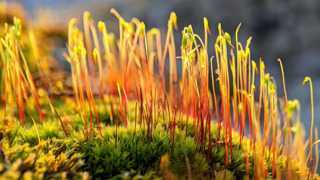 a macro photo from some tiny plants and moss grown on a rock