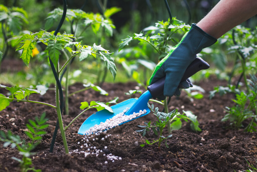 Farmer giving granulated fertilizer to young tomato plants