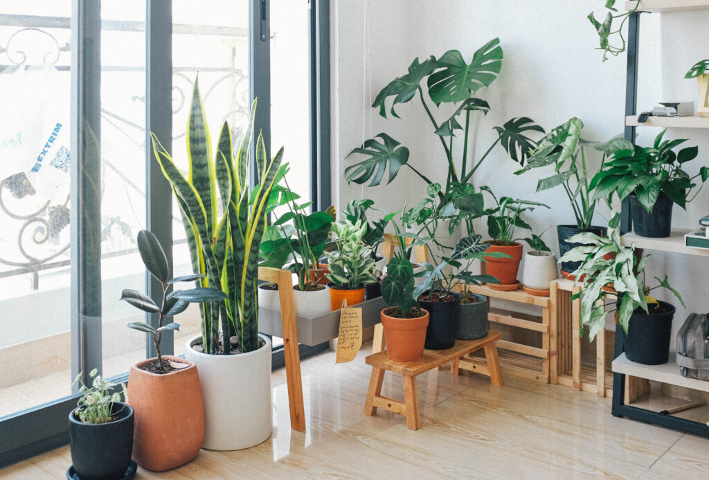 Potted green indoor plants