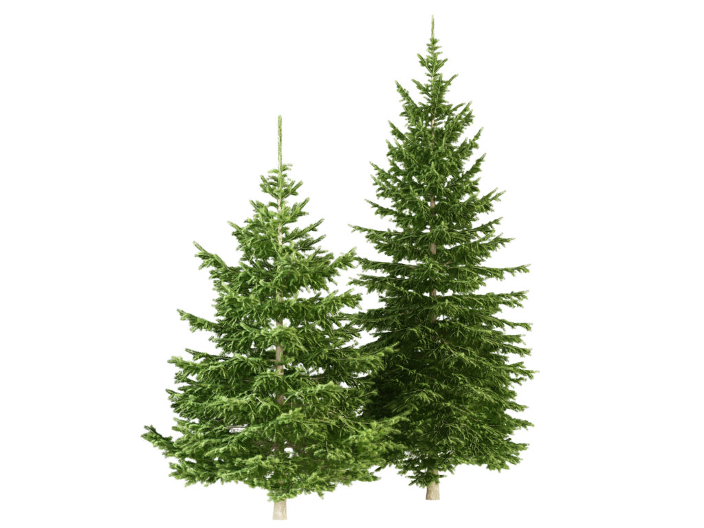 christmas tree isolated on white