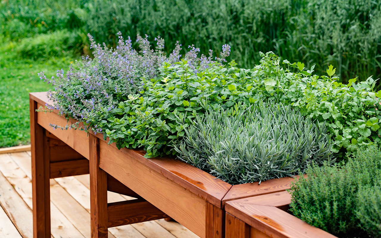 Garden with fresh herbs