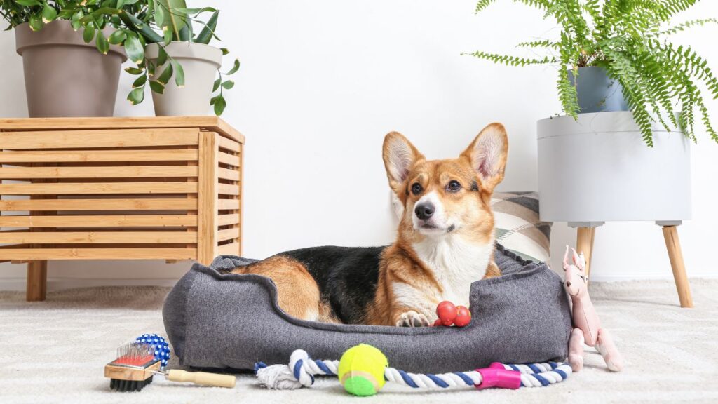 a dog is sitting in a dog bed with toys