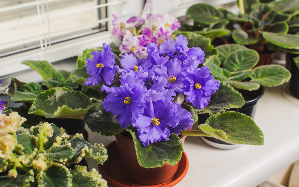 African Violet