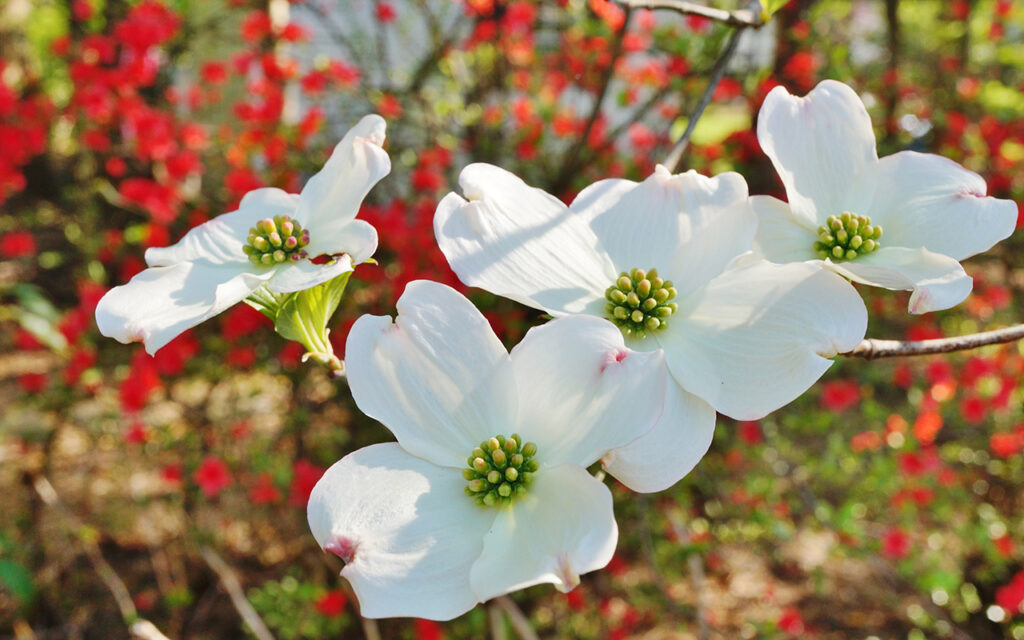 White dogwood (cornus) flower in the spring