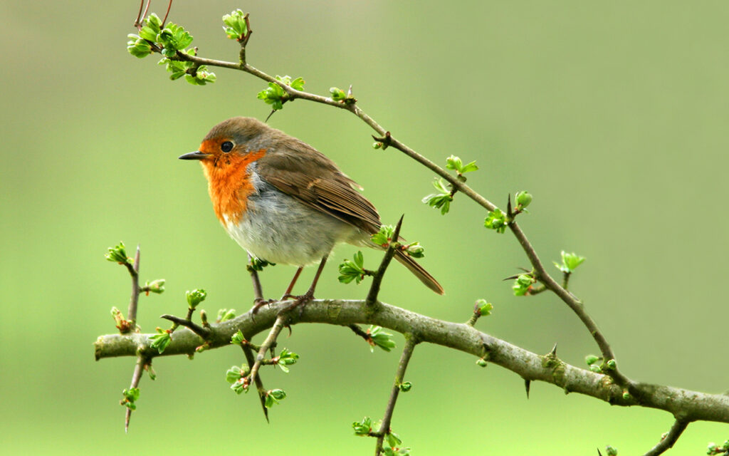 Robin on a branch