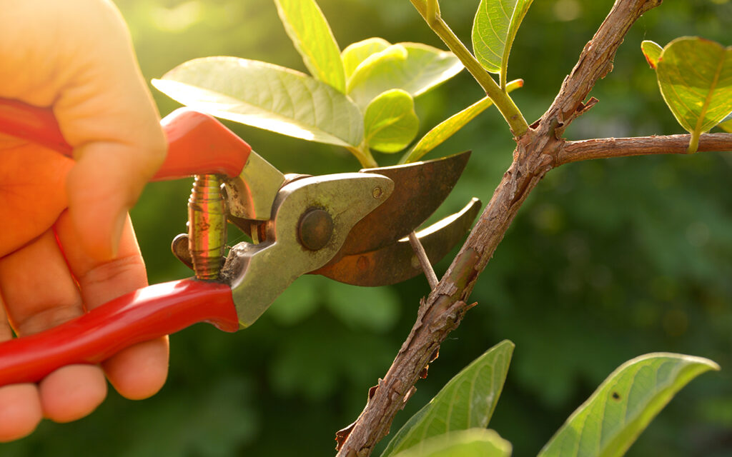 Pruning a tree