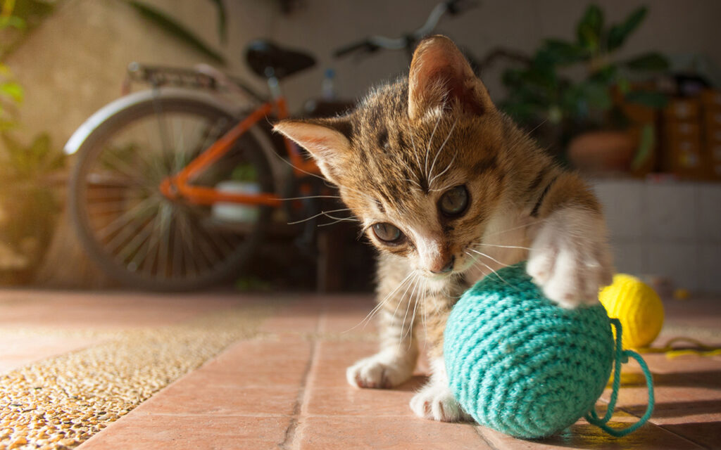 Cat playing with a yarn toy