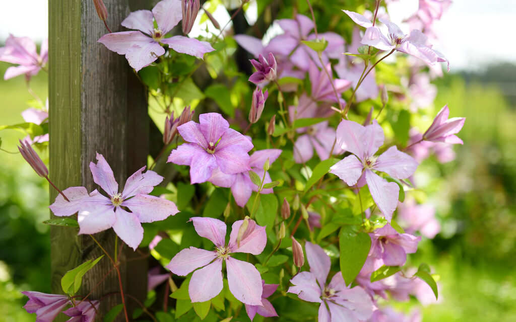 Flowering pink clematis in the garden