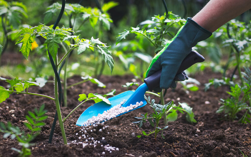 Adding fertilizer to soil