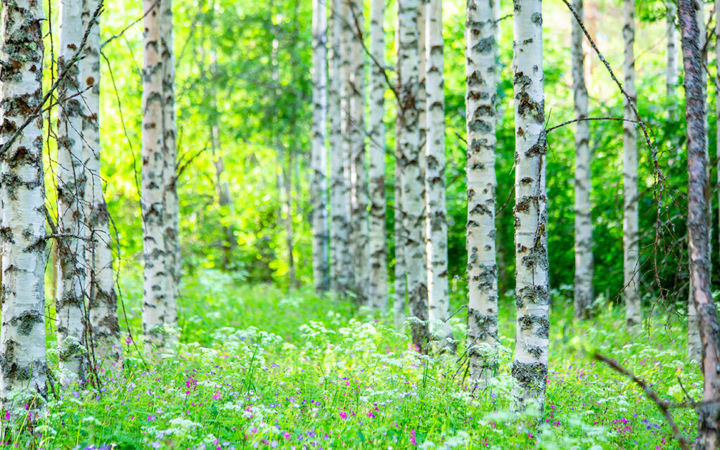 Summer birch forest view from Sotkamo, Finland.