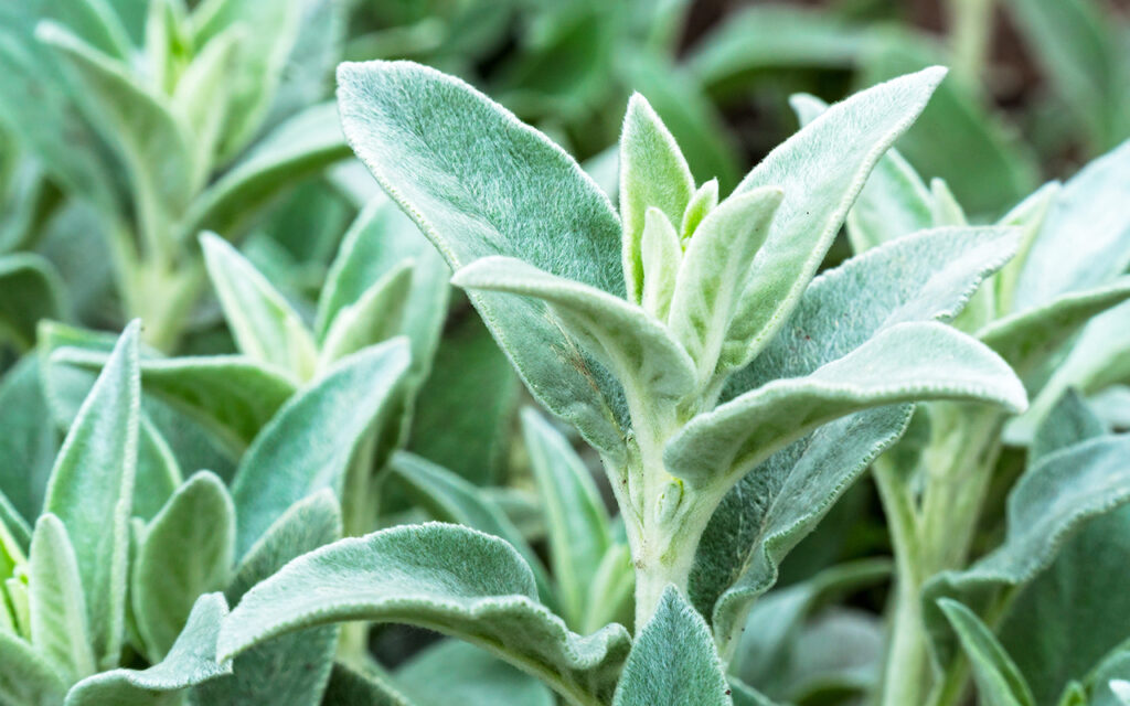 Lamb’s Ear (Stachys byzantina)