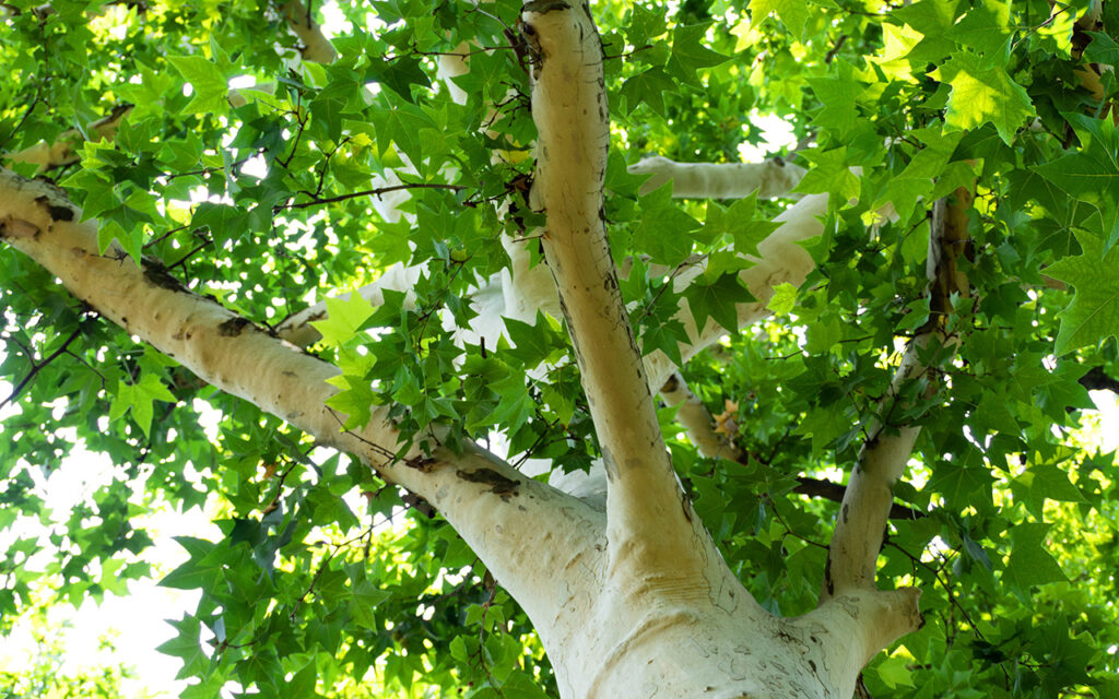 White Sycamore tree