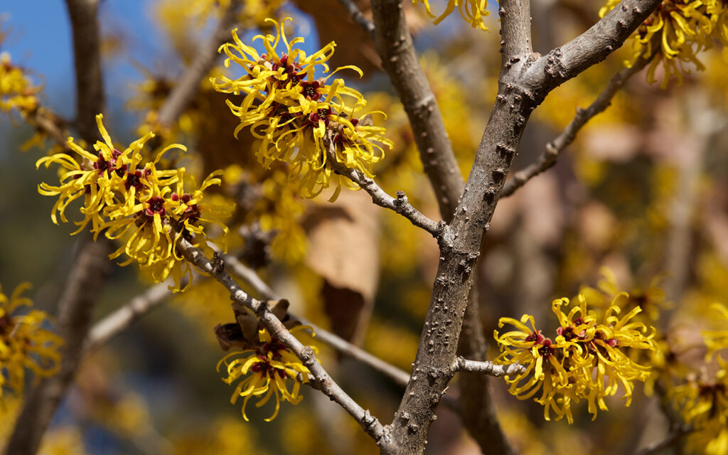 Yellow flowers witch hazel blossoms in early spring.