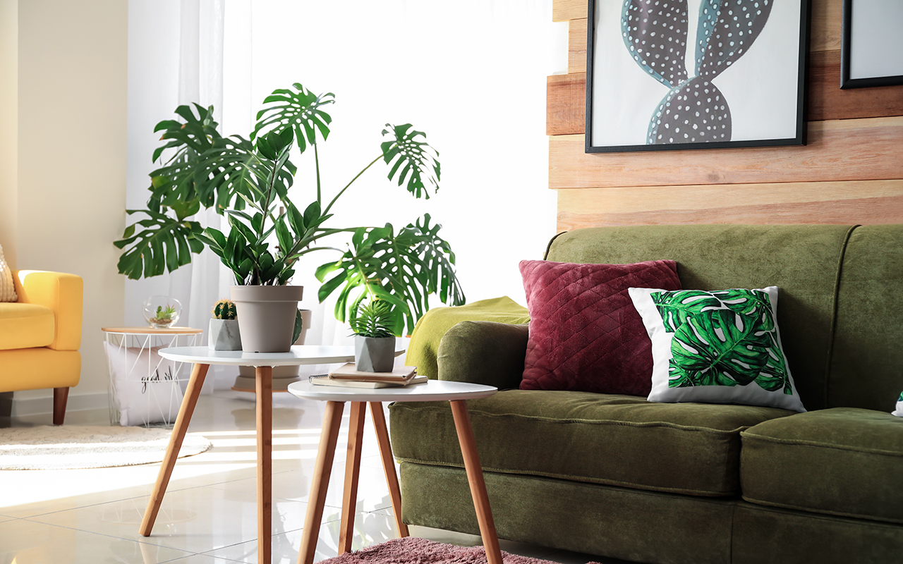 Room filled with indoor plants