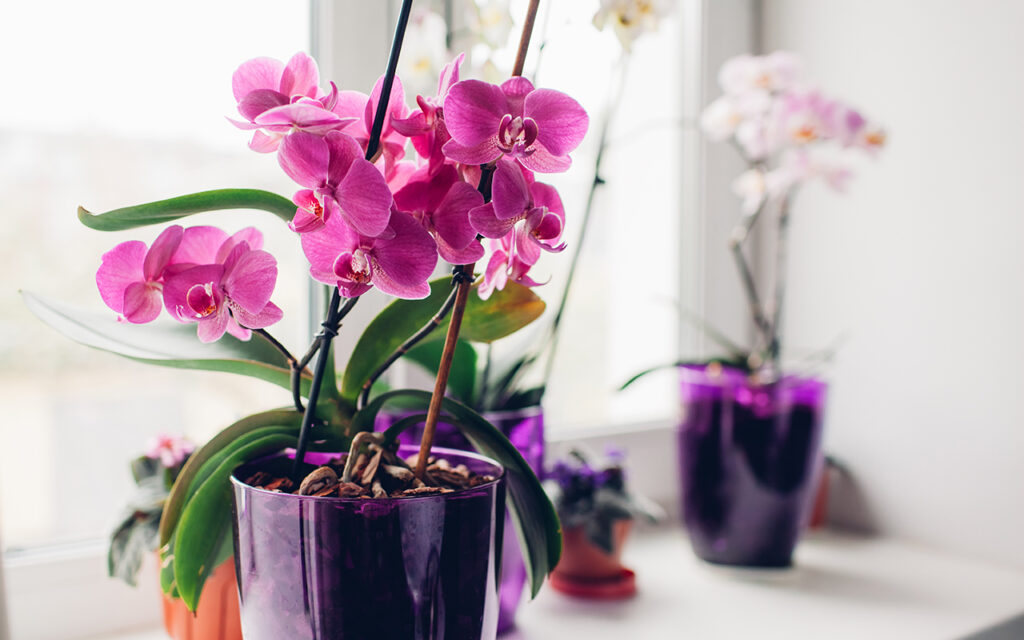 Phalaenopsis Orchid