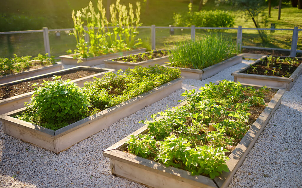 Garden with raised beds