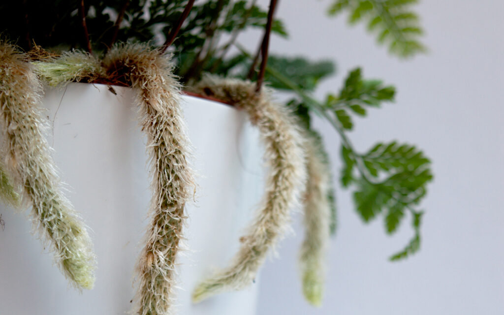 Rabbit's Foot Fern