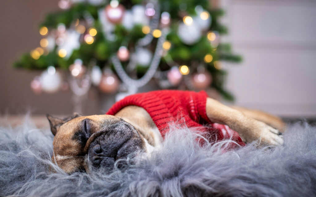 Dog sleeping in front of a Christmas tree