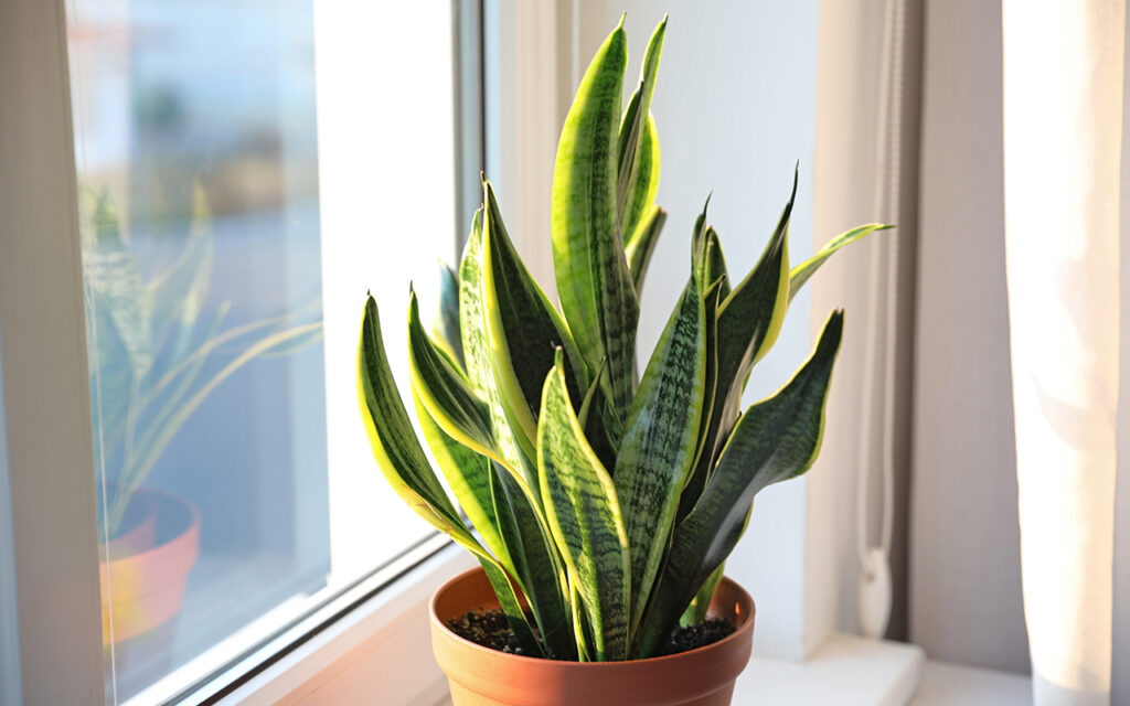 Snake Plant