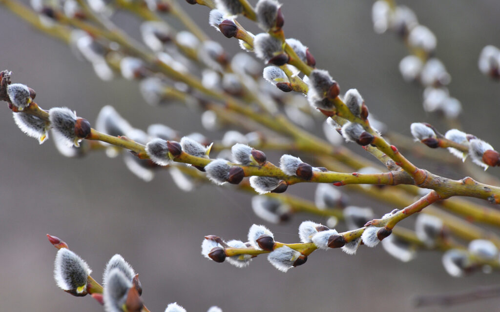 Pussy Willow (Salix discolor)