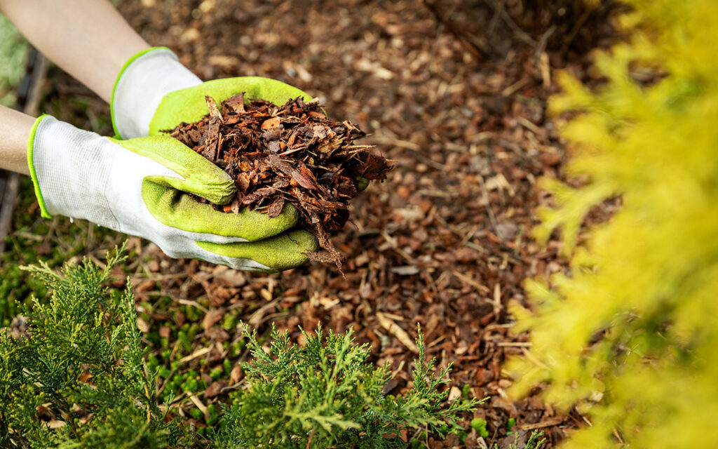 Adding mulch to garden