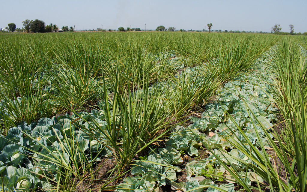 Crops planted in rows