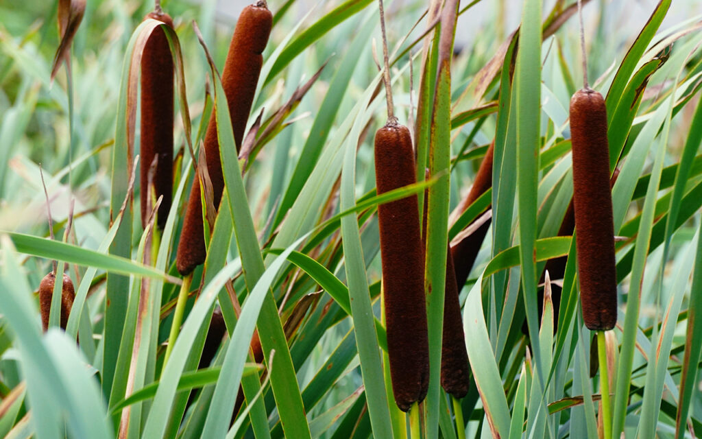 Cattail plant